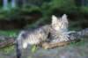 chenaniah12viikkoa364_small.jpg