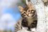 chesil85viikkoa69_small.jpg
