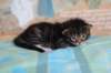 chesiltyttn09222410_small.jpg