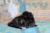 chesiltyttn09222412_small.jpg