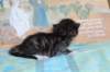 chesiltyttn09222413_small.jpg