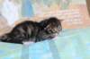 chesiltyttn09222414_small.jpg