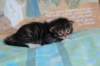 chesiltyttn09222415_small.jpg