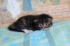 chesiltyttn09222416_small.jpg
