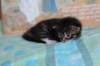 chesiltyttn09222417_small.jpg