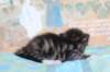 chesiltyttn09222418_small.jpg