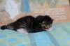 chesiltyttn09222419_small.jpg