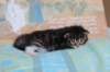 chesiltyttn09222422_small.jpg