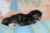 chesiltyttn09222423_small.jpg