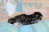 chesiltyttn09222424_small.jpg