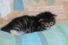 chesiltyttn09222426_small.jpg