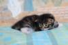 chesiltyttn09222428_small.jpg