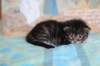 chesiltyttn0922246_small.jpg