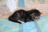 chesiltyttn0922247_small.jpg