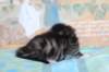 chesiltyttn0922248_small.jpg