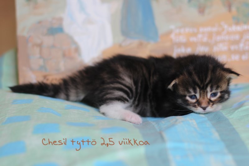 chesiltyttn092224nimi1.jpg