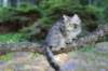 chislon12viikkoa3633_small.jpg