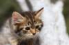 chislon85viikkoa7523_small.jpg