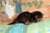chislonpoikan222417_small.jpg