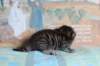 chislonpoikan222426_small.jpg