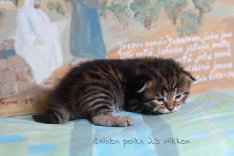 chislonpoikan2224nimi29.jpg