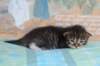 christianpoikan09232410_small.jpg