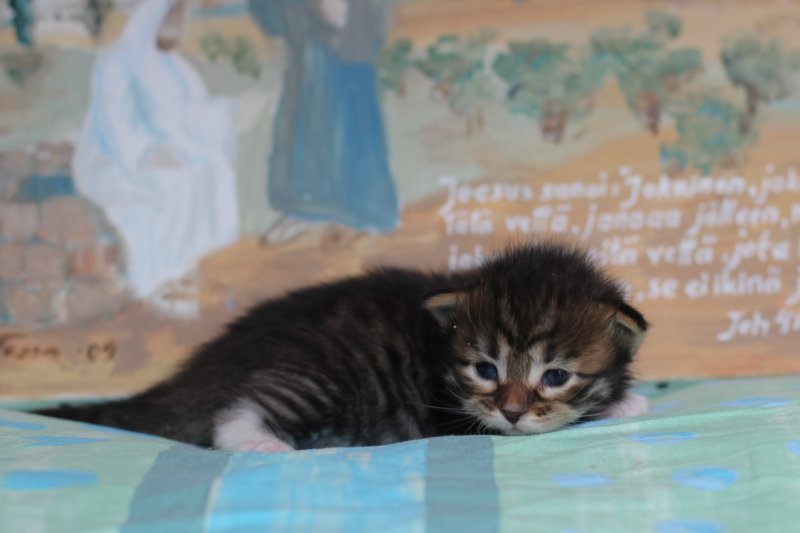christianpoikan09232414.jpg