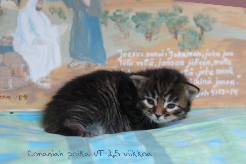 conaniahpoikan2324nimi5.jpg