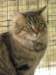 chamuringolda24_small.jpg