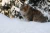 img_9312_small.jpg