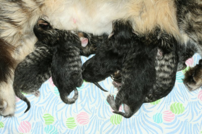 carupita7suloisenvastasyntyneenvauvansakanssacarupitawihthersevensweetnewbornkittens26.jpg