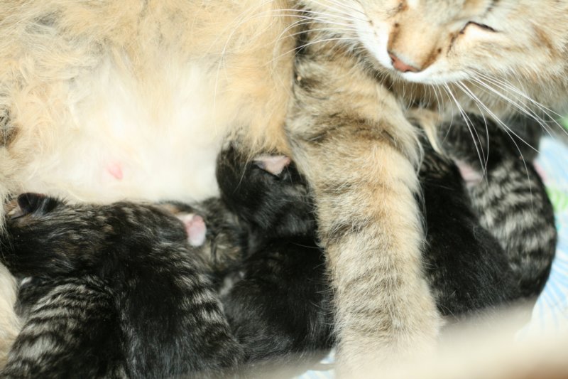 carupita7suloisenvastasyntyneenvauvansakanssacarupitawihthersevensweetnewbornkittens31.jpg