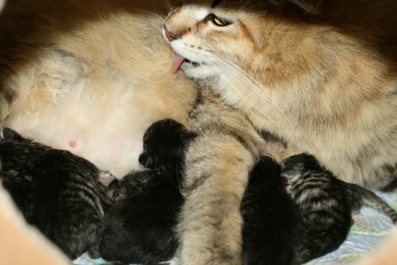 carupita7suloisenvastasyntyneenvauvansakanssacarupitawihthersevensweetnewbornkittens33.jpg