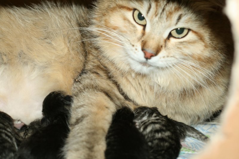 carupita7suloisenvastasyntyneenvauvansakanssacarupitawihthersevensweetnewbornkittens36.jpg