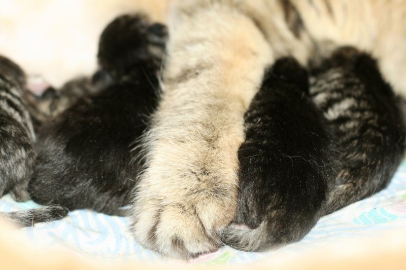 carupita7suloisenvastasyntyneenvauvansakanssacarupitawihthersevensweetnewbornkittens37.jpg