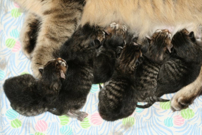 carupitaandthebabies9.jpg
