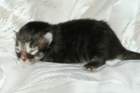 jeremia10_small.jpg