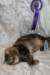 gicfinamurinesrawasbisandbivgicfinamurinesraolikategorianparasuros10102009_small.jpg