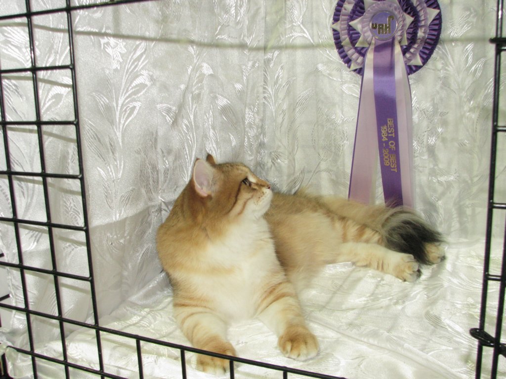 lucassibarisruwasbisandbobyounglukassibarisruolikatergorianparasnuorijabestofbestnuori1010200910.jpg