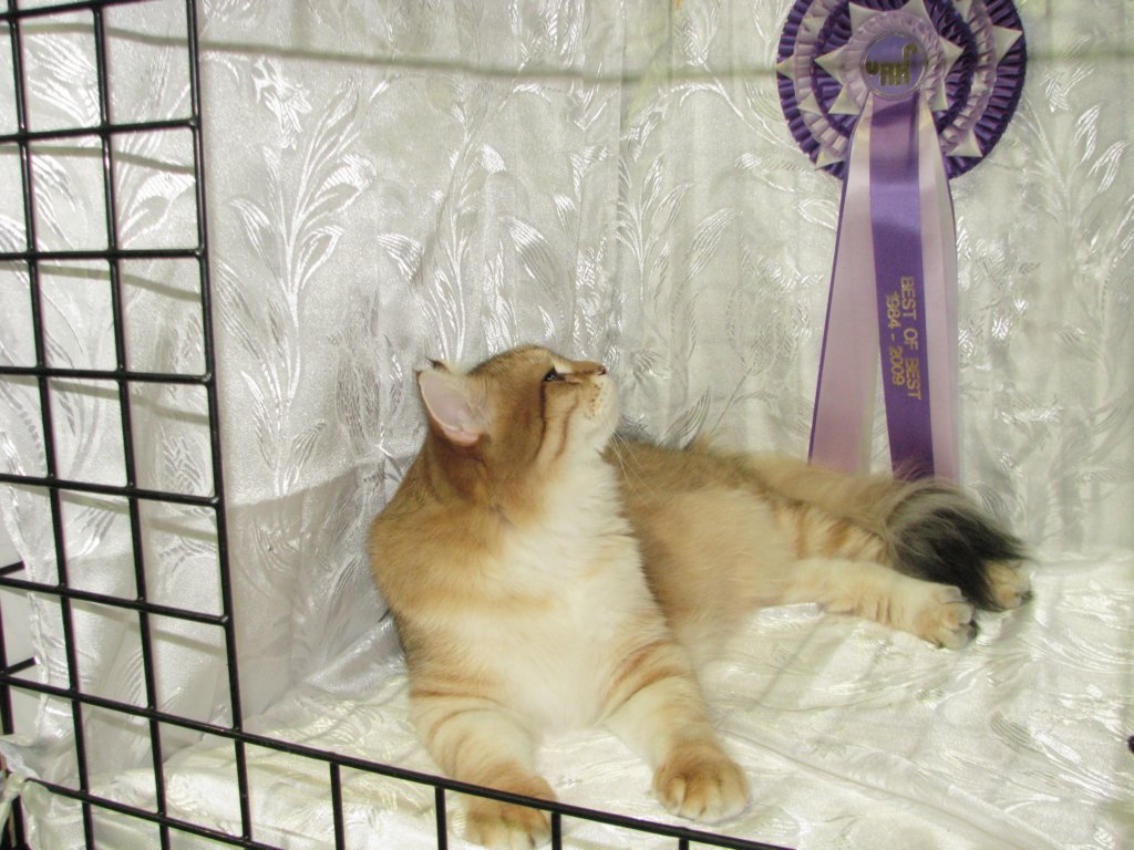 lucassibarisruwasbisandbobyounglukassibarisruolikatergorianparasnuorijabestofbestnuori1010200911.jpg