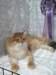 lucassibarisruwasbisandbobyounglukassibarisruolikatergorianparasnuorijabestofbestnuori1010200914_small.jpg