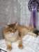 lucassibarisruwasbisandbobyounglukassibarisruolikatergorianparasnuorijabestofbestnuori1010200915_small.jpg