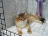 lucassibarisruwasbisandbobyounglukassibarisruolikatergorianparasnuorijabestofbestnuori1010200916_small.jpg