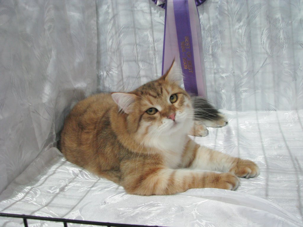 lucassibarisruwasbisandbobyounglukassibarisruolikatergorianparasnuorijabestofbestnuori1010200918.jpg