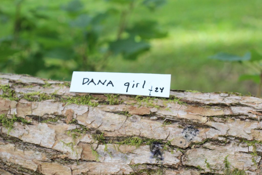 danaf244viikkoa28820261.jpg