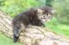 danaf244viikkoa28820266_small.jpg