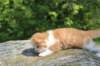 debird0424158202682_small.jpg