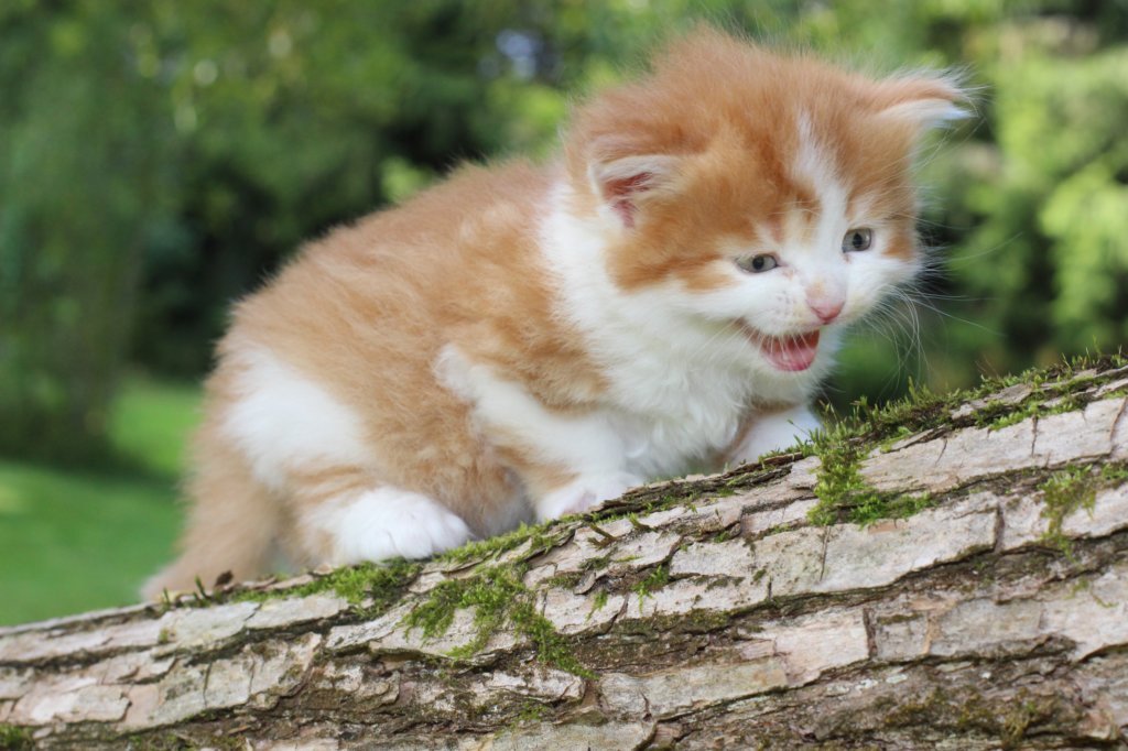 debird034viikkoa288202827.jpg