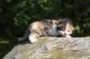 deborahsibf0323158202611_small.jpg