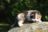 deborahsibf0323158202614_small.jpg